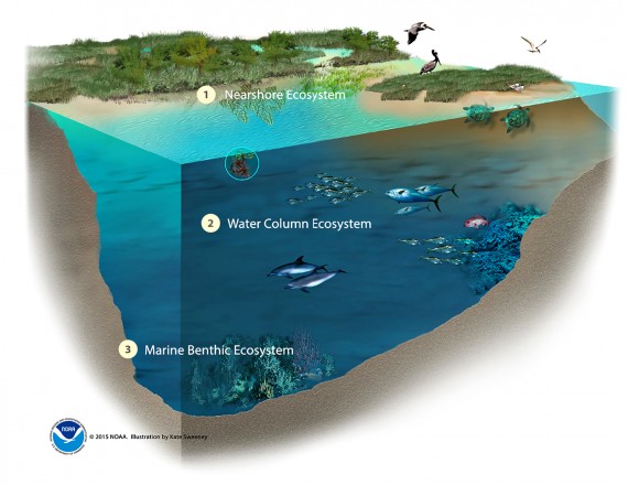 ecosystem-setting