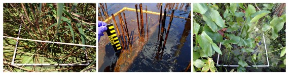 phragmites-australis