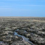OiledMarsh